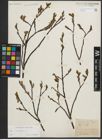 Foto von Salix phylicifolia L.